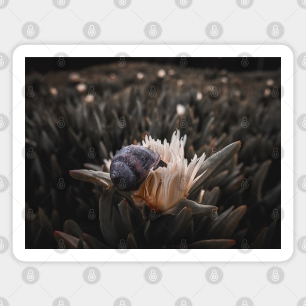 Snail Having Breakfast in Californian Yellow Flower Photo V2 Magnet by Family journey with God